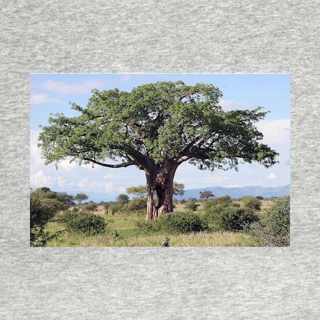 Hole in the Baobab Tree by JohnDalkin